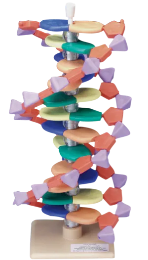 DNA-model, 12 lag (527564)