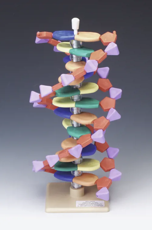 DNA-model, 12 lag (527564)