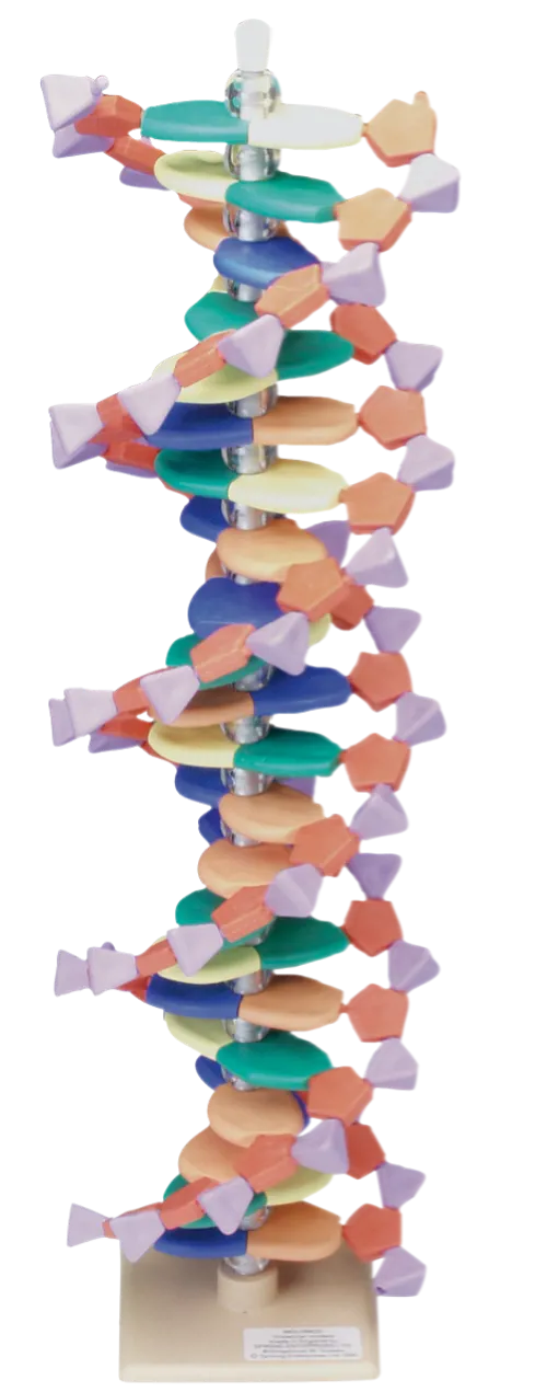 DNA-model, 22 lag (527565)