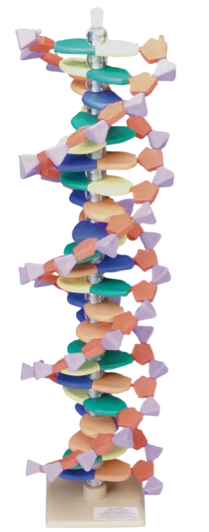 DNA-model, 22 lag (527565)