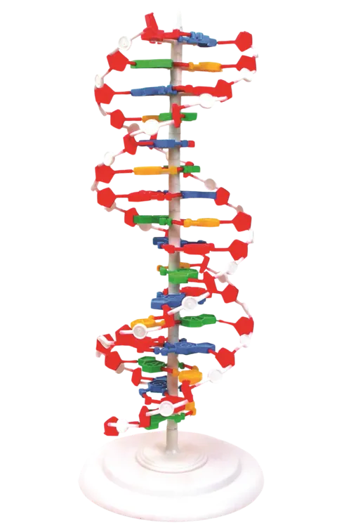 DNA-model, 50 cm, samlet (527577)