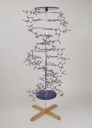 DNA-model til ophæng, stor (527600)