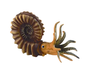 Ammonit, model (768073)