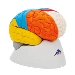 Hjerne, Neuro-anatomisk, 8 dele (771017)