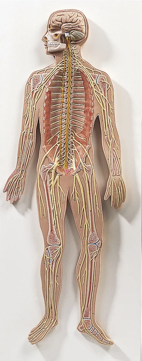 Nervesystem, reliefmodel (771030)