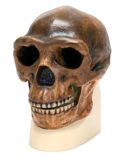 Kranie: Sinanthropus (771750)