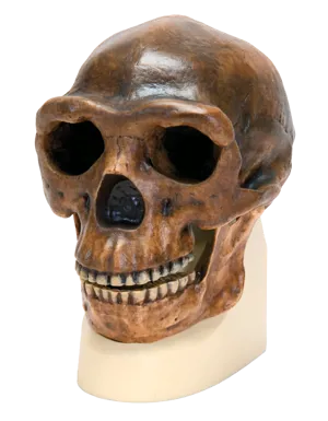 Kranie: Sinanthropus (771750)