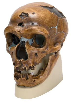 Kranie: Neanderthal (771751)