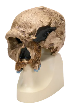 Kranie: Forfader til Neanderthal (771753)