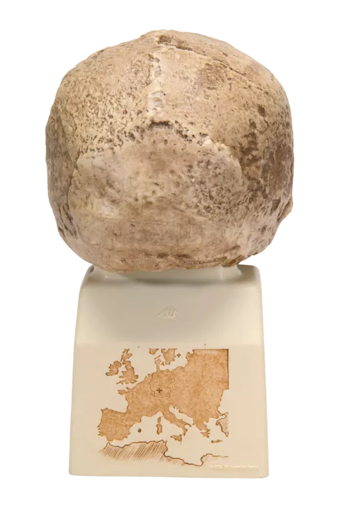 Kranie: Forfader til Neanderthal (771753)