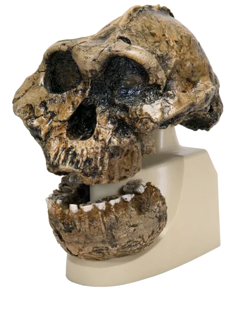 Kranie: Australopithecus boisei (771755)