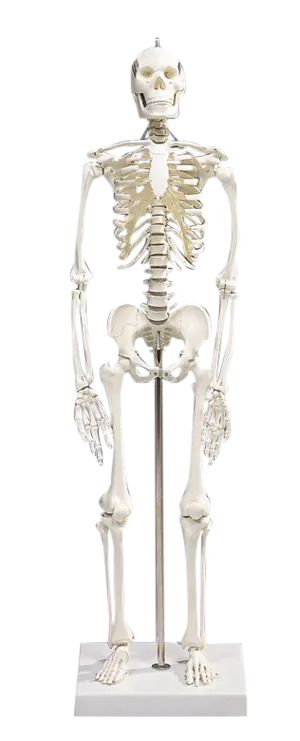 Skelet i miniudførelse, 80 cm (772000)