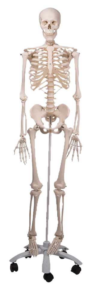 Skelet, Stan, 170 cm (772010)