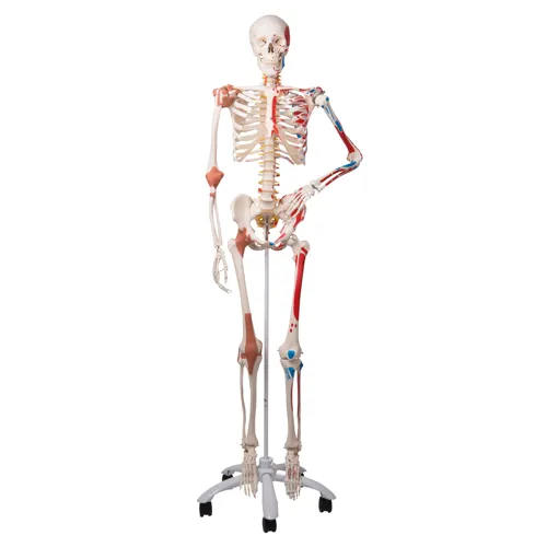 Skelet med muskeltilhæftninger og ledbånd, Sam, 170 cm (772013)