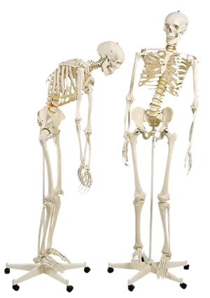 Skelet med bevægelig rygsøjle og brystkasse, Fred (772015)