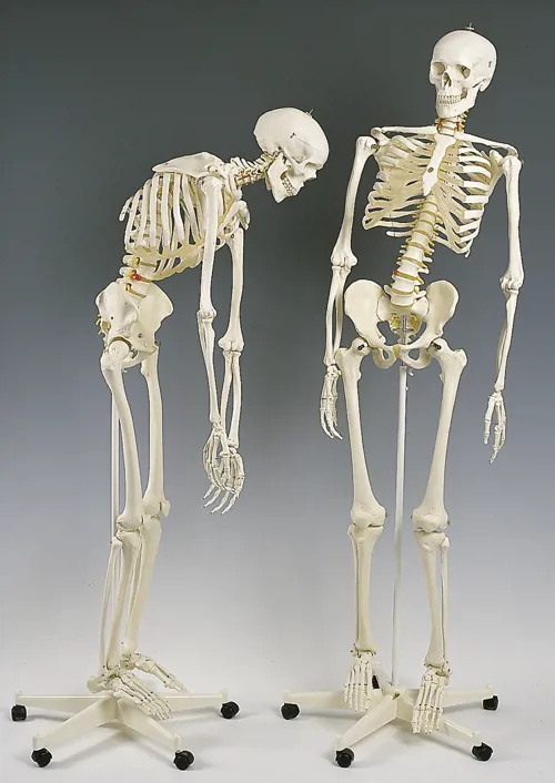 Skelet med bevægelig rygsøjle og brystkasse, Fred (772015)
