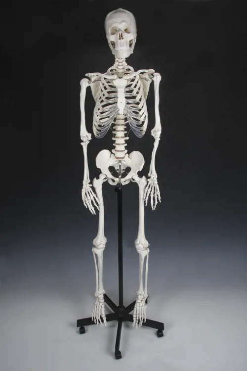 Skelet, standard, 168 cm (772016)