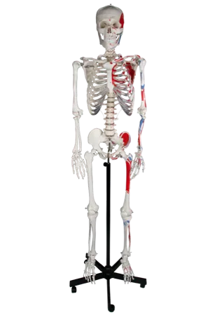 Skelet med muskeltilhæftninger, 168 cm (772017)
