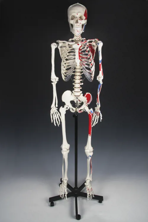 Skelet med muskeltilhæftninger, 168 cm (772017)