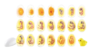 Kyllingens udvikling (774070)