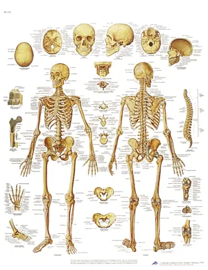 Plakat - Skelet for og bag (774700)