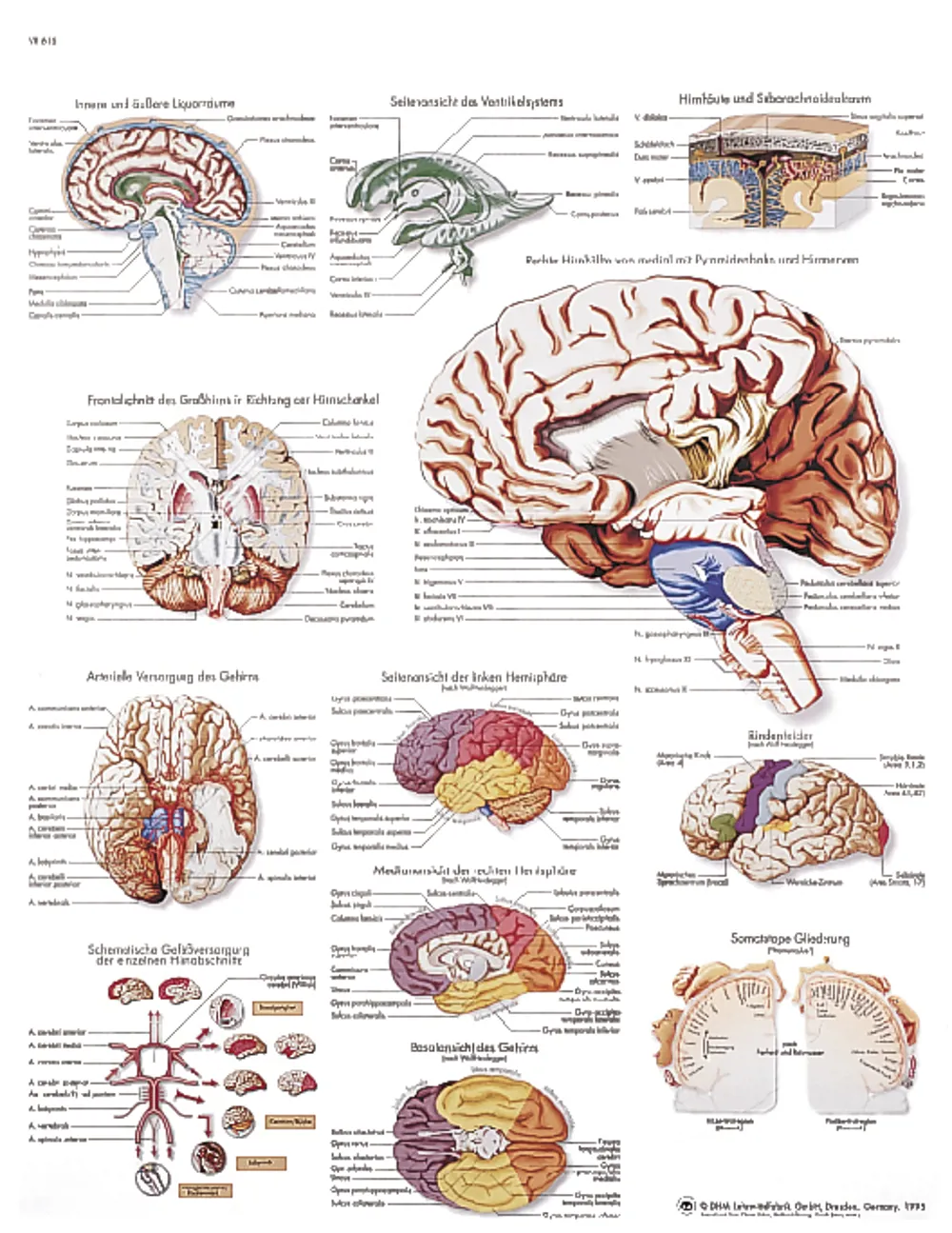 Plakat - Hjernen (774775)