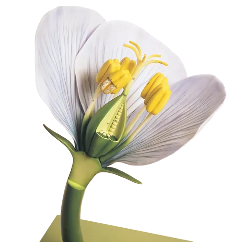 Tokimbladet blomst, model, Somso (775015)