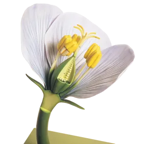 Tokimbladet blomst, model, Somso (775015)
