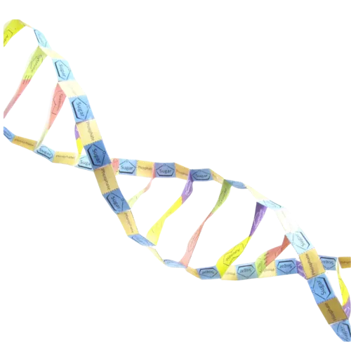 DNA struktur - Origami Organelles (776018)