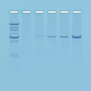 Introduktion til PCR (778103)