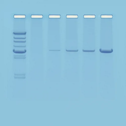 Introduktion til PCR (778103)