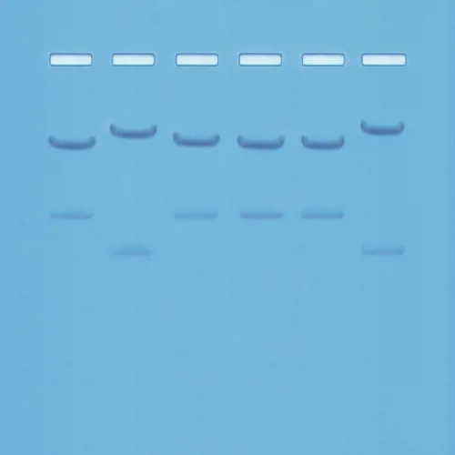 DNA-fingerprinting I (778109)