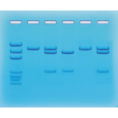 COVID-19 test, RT-PCR, Edvotek 123 (778123)