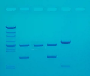 DNA Fingerprinting med PCR, ready-to-load (778130)