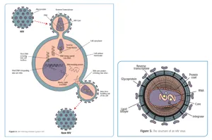 AIDS test III - identifikation af HIV protein via SDS-page (778151)