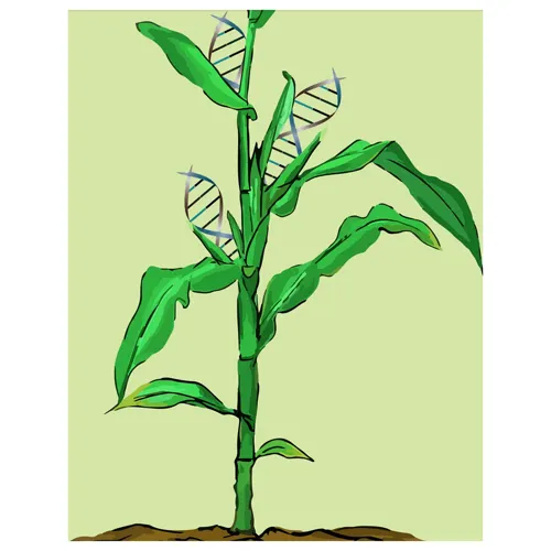A-maize-ing Editing: Brug af CRISPR til forbedring af afgrød (778210)