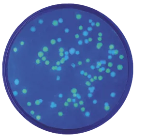 Transformation af E.coli med plasmider (778222)