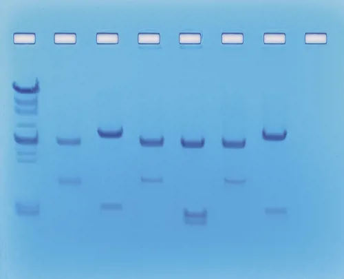 DNA-fingerprinting II (778225)