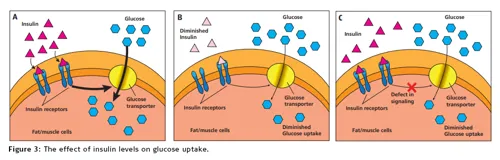 Diabetestest ELISA + urin-glucose (778280)