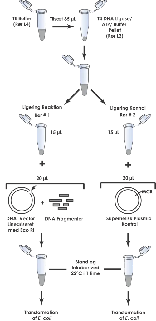 Blå/hvid kloning af DNA (778300)