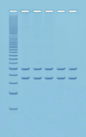 PCR-analyse af eget mitochondrie DNA (778332)