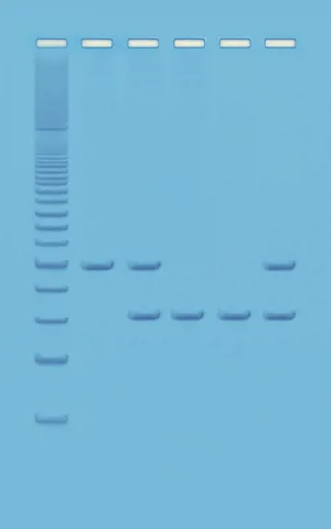 PCR baseret DNA-analyse-Humant DNA (778333)