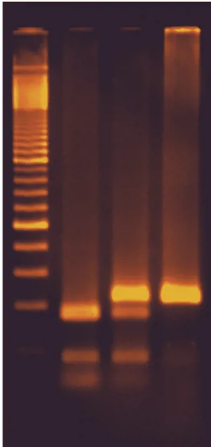 Smager-ikke smager DNA test (778345)