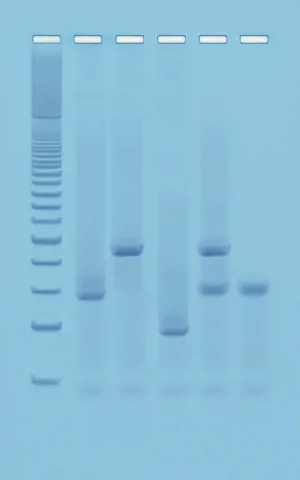 PCR baseret DNA fingerprinting (778371)
