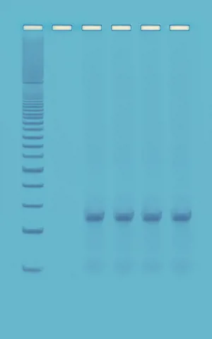 PCR, hurtig PCR (778372)