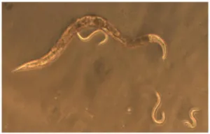 Alkohols effekt på C. elegans (778851)