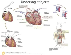 Dissektionsdug, hjertet, 60 x 75 cm (781035)