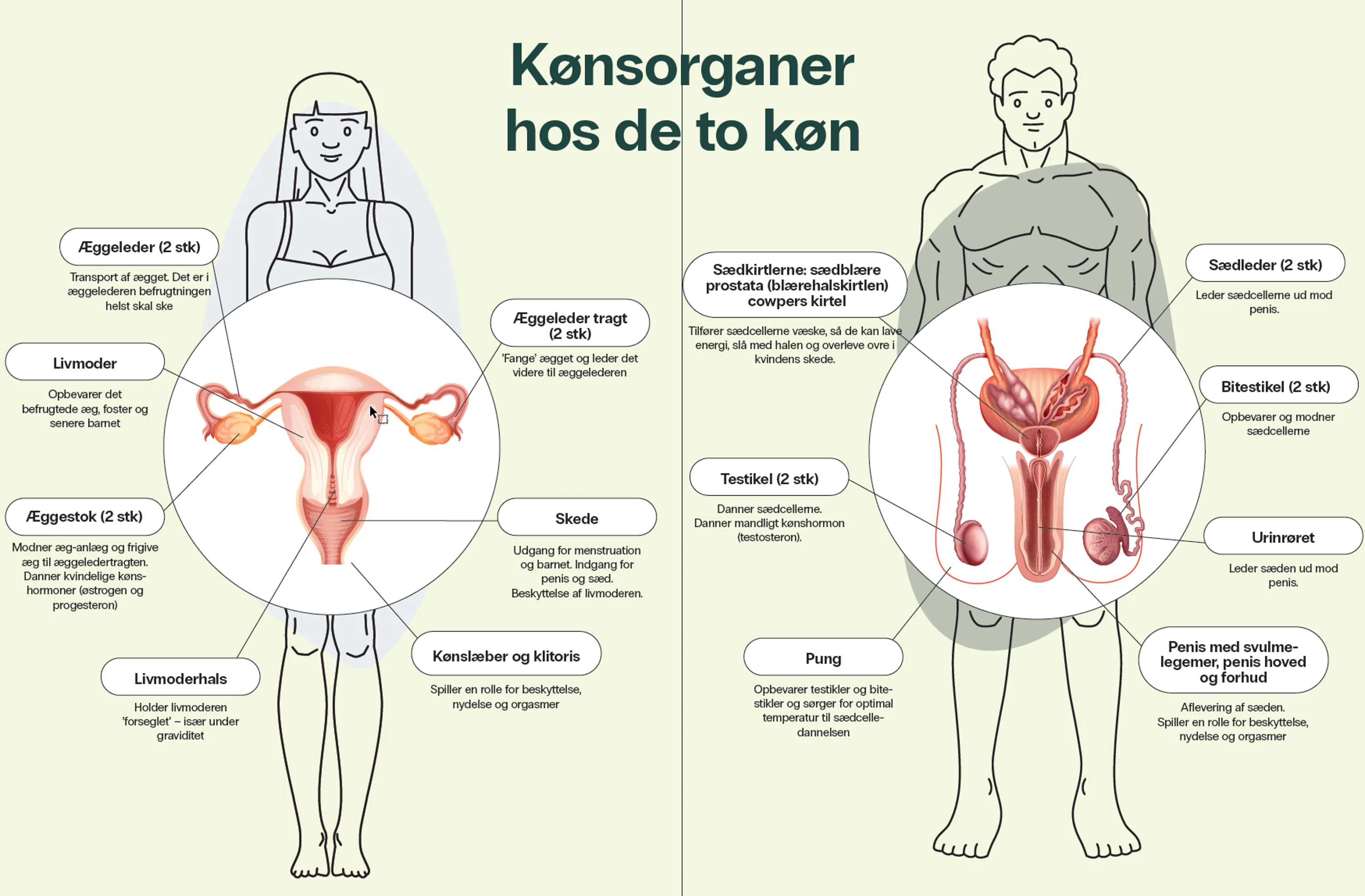 Kønsorganer og kroppens anatomi 