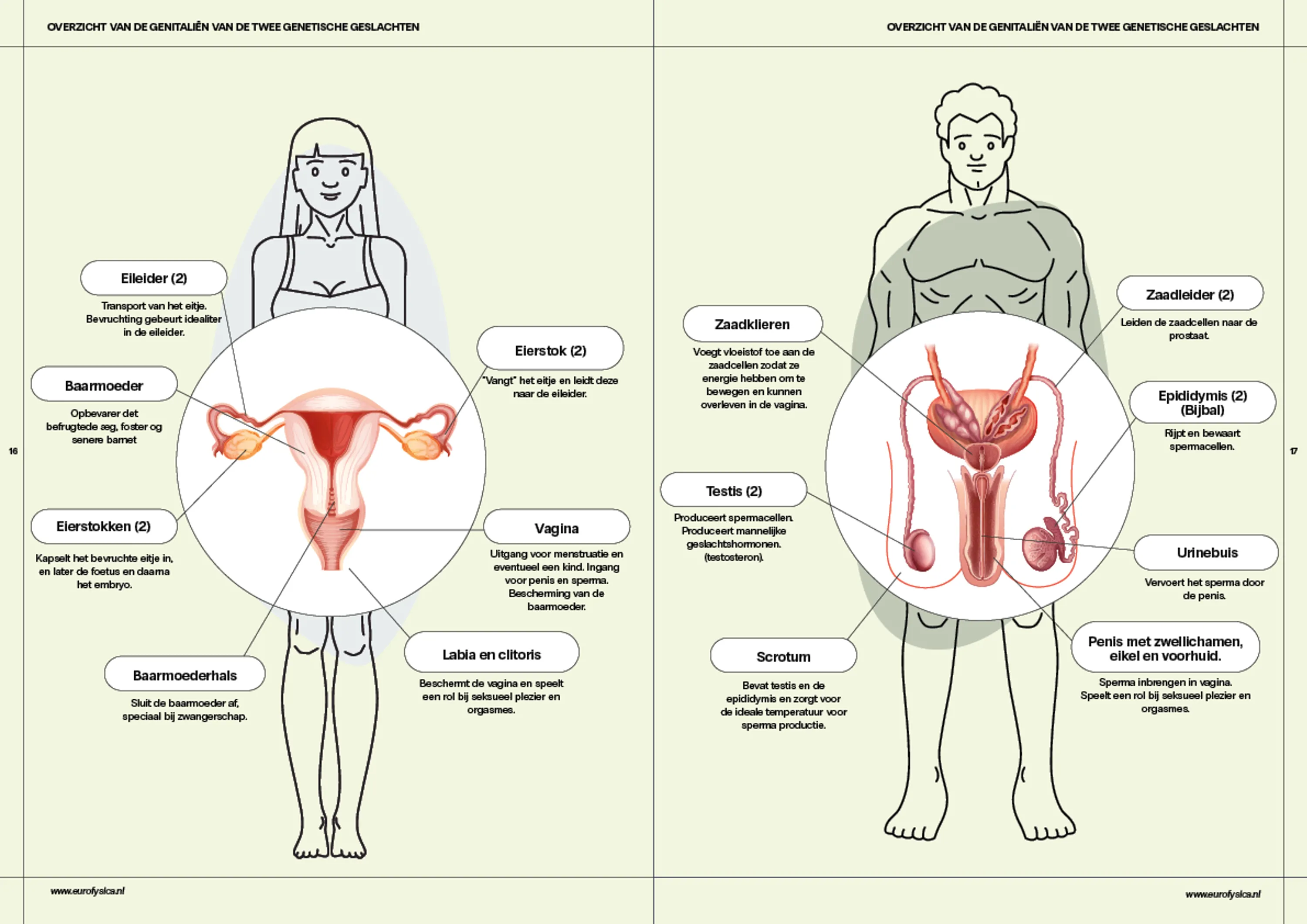 Geslachtsorganen en de anatomie van het lichaam 