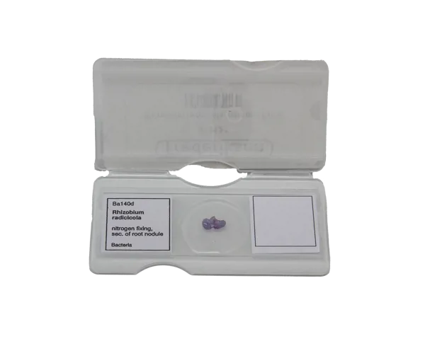 Kvælstoffikserende bakterier i rodknolde, enkel præparat  (079121)